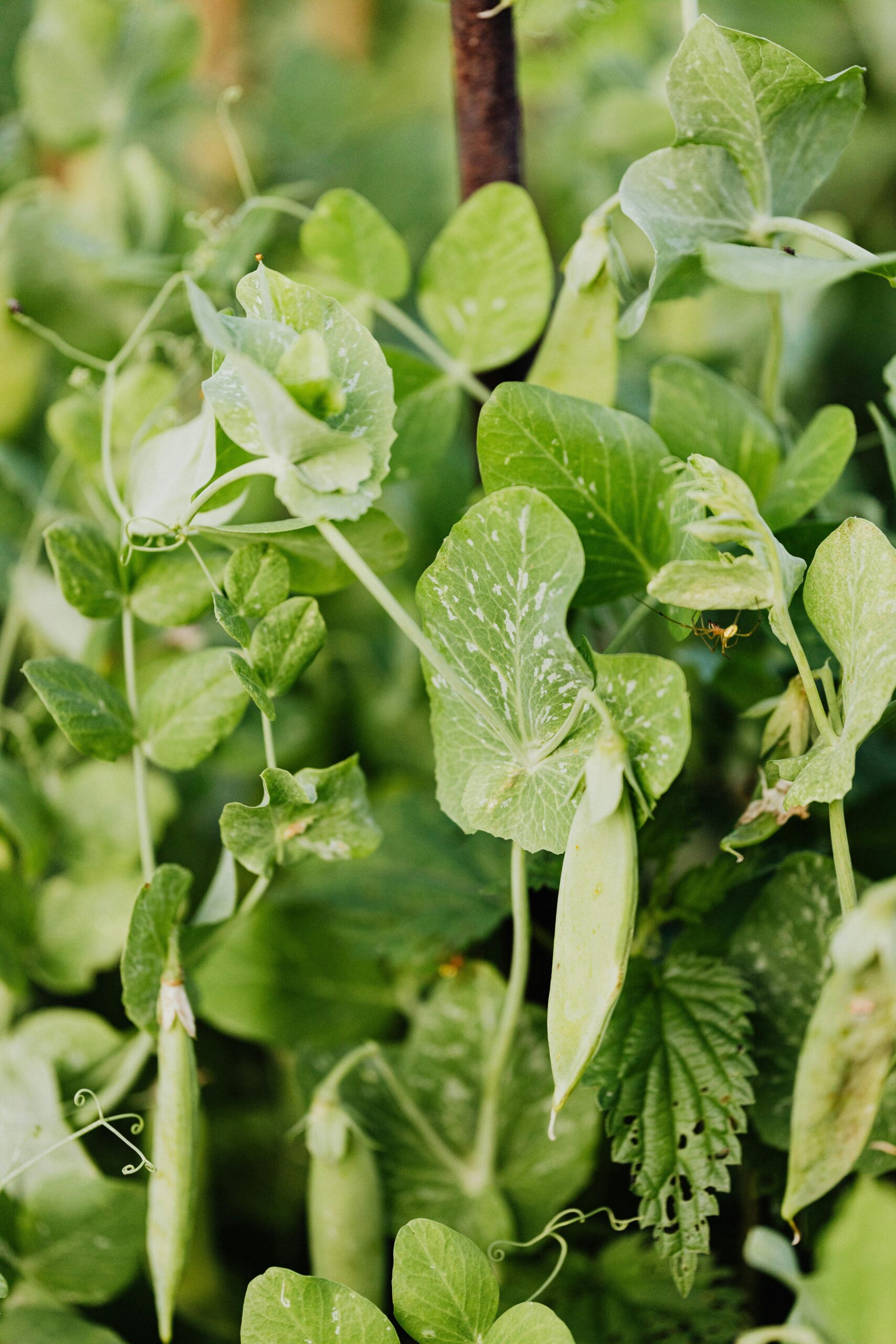 How to Boost Nitrogen Fixation in Your Garden